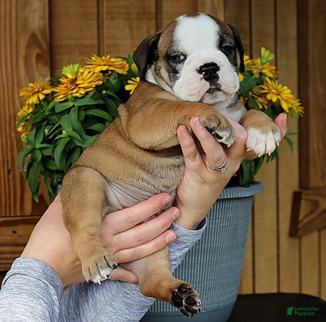 Olde English Bulldogge dogs for sale: Summit - Ad 5