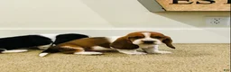 Basset Hound dogs for sale: Gus - Ad 1