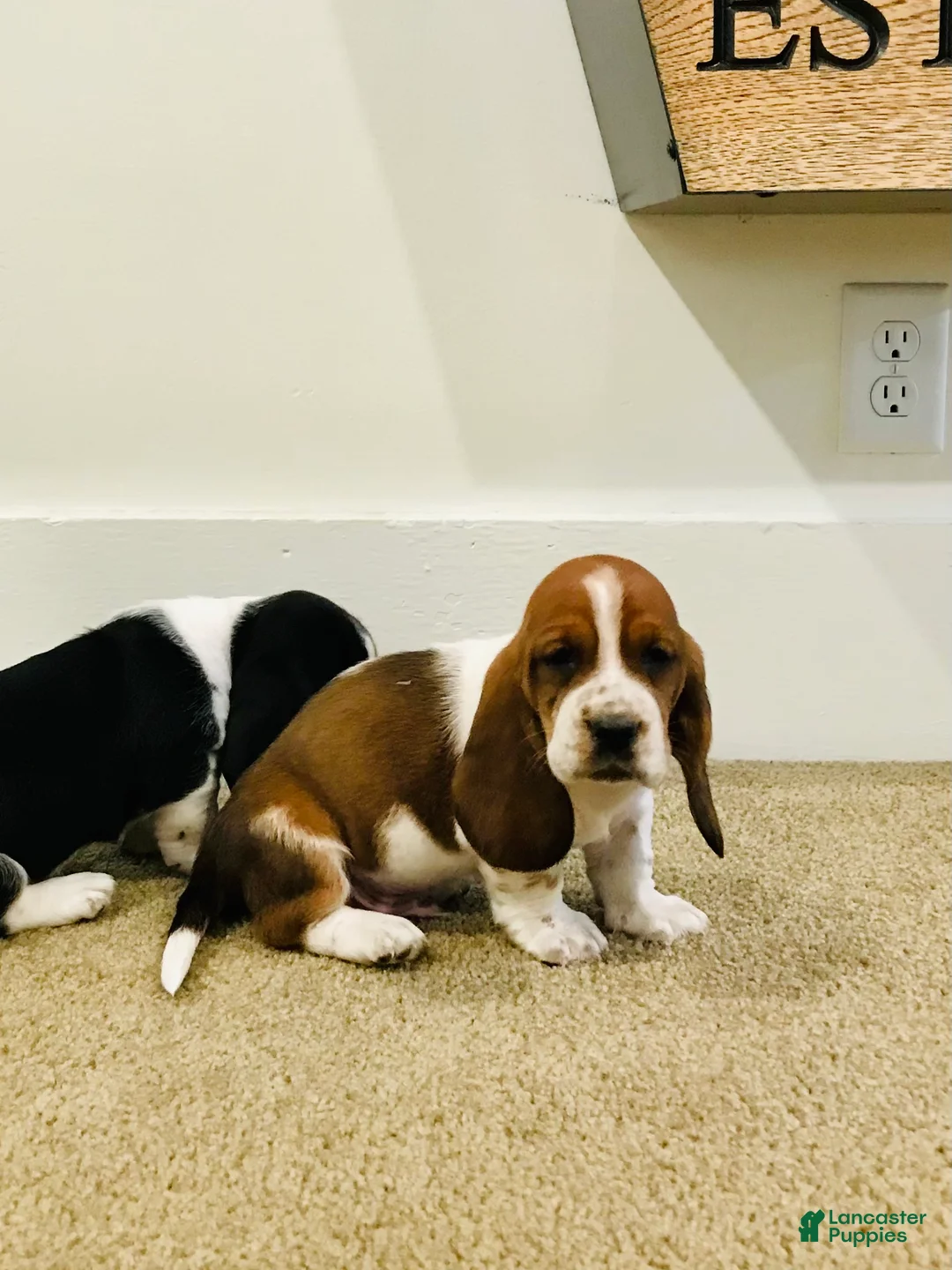 Basset Hound dogs for sale: Gus - Ad 1