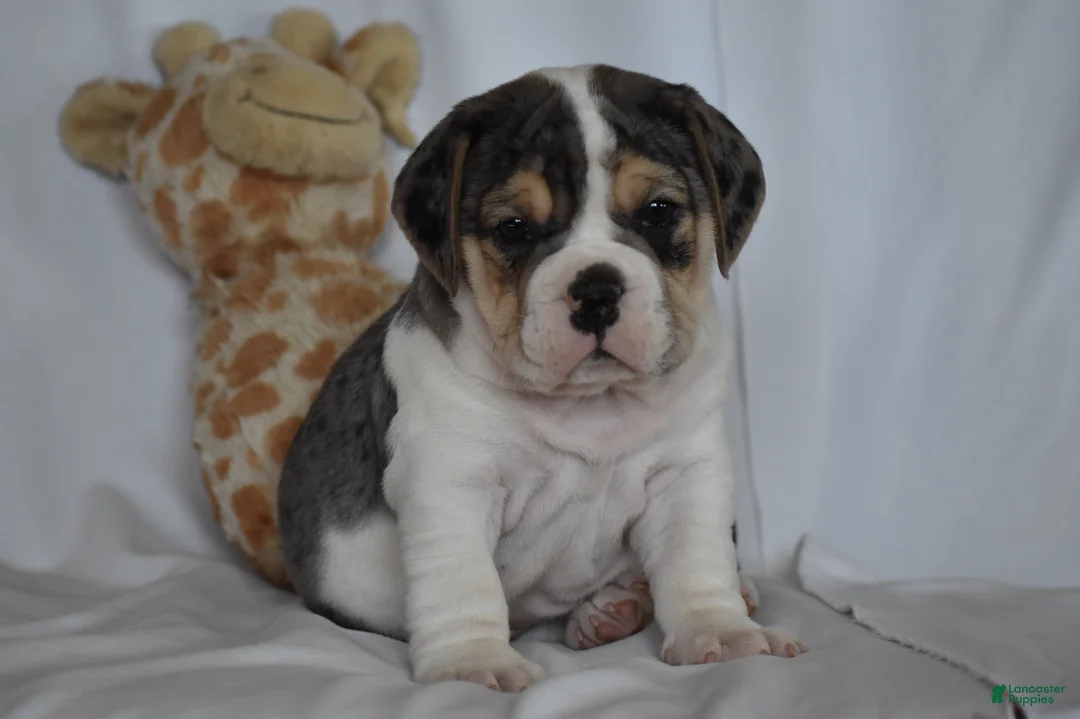 Beabull dogs for sale: Iris - Ad 7