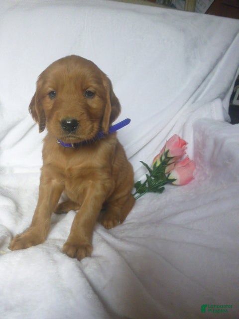 Mixed Breed dogs Preston - Ad 3