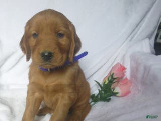 Mixed Breed dogs Preston - Ad 40