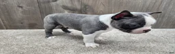 Boston Terrier dogs for sale: Boston Terrier Puppy 2 - Ad 7