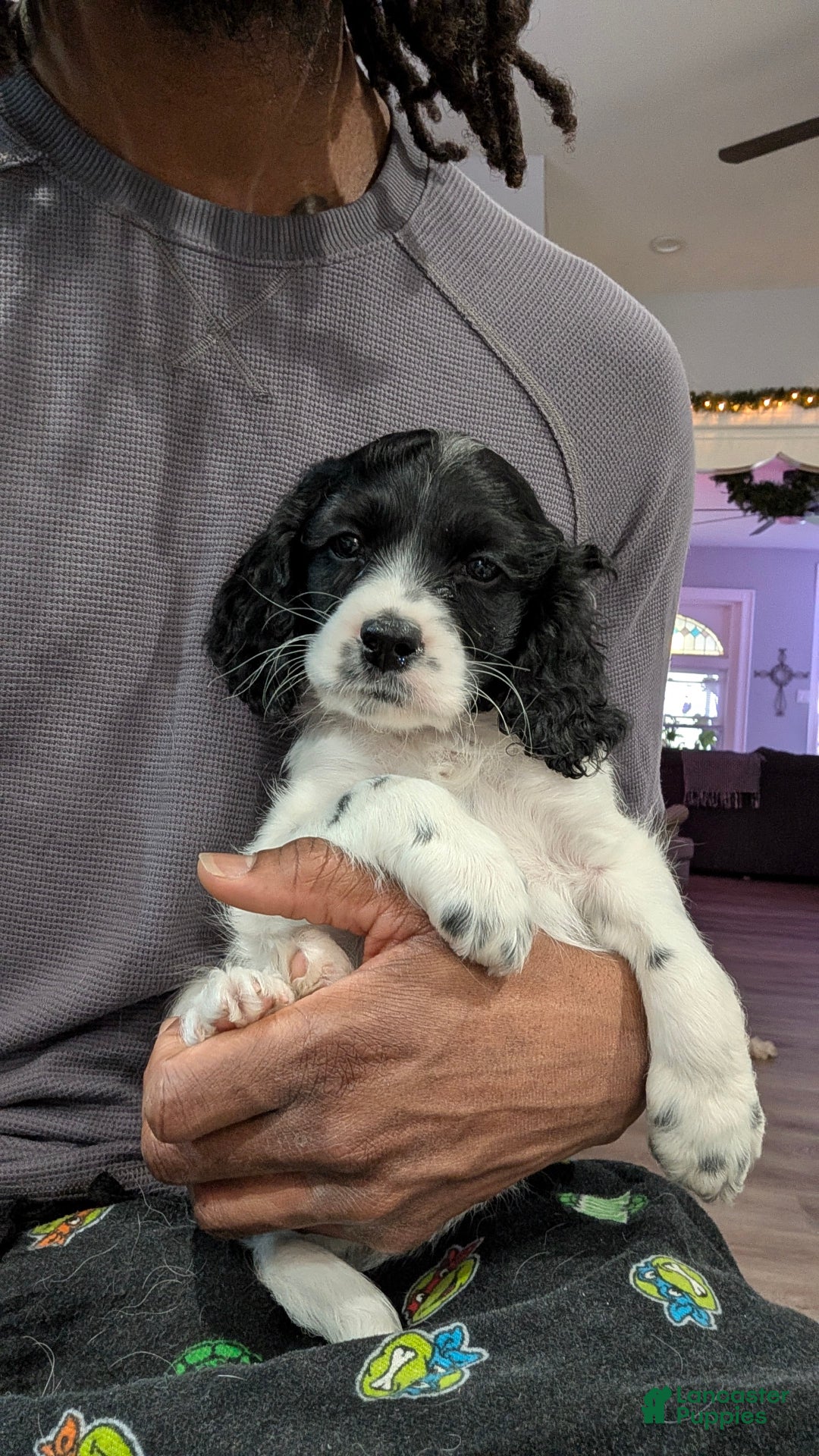Cockapoo dogs for sale: Griffin (F2b) - Ad 3
