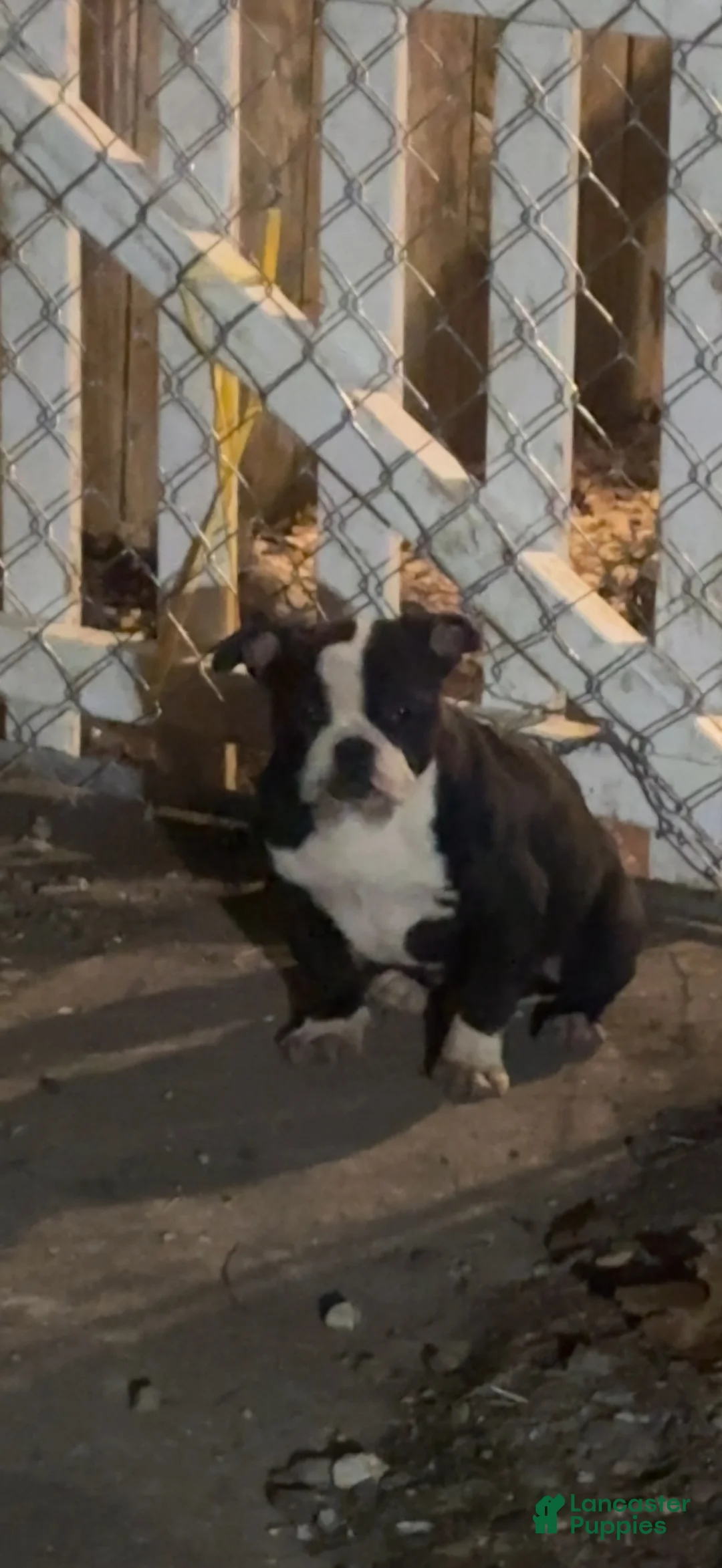 American Bully dogs for sale: Yoda - Ad 1