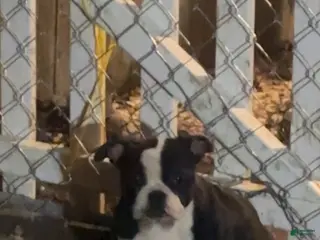 American Bully dogs Yoda - Ad 11