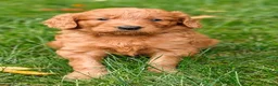 Goldendoodle dogs for sale: Copper - Ad 3