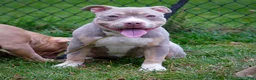 American Bully dogs for sale: Linda - Ad 4