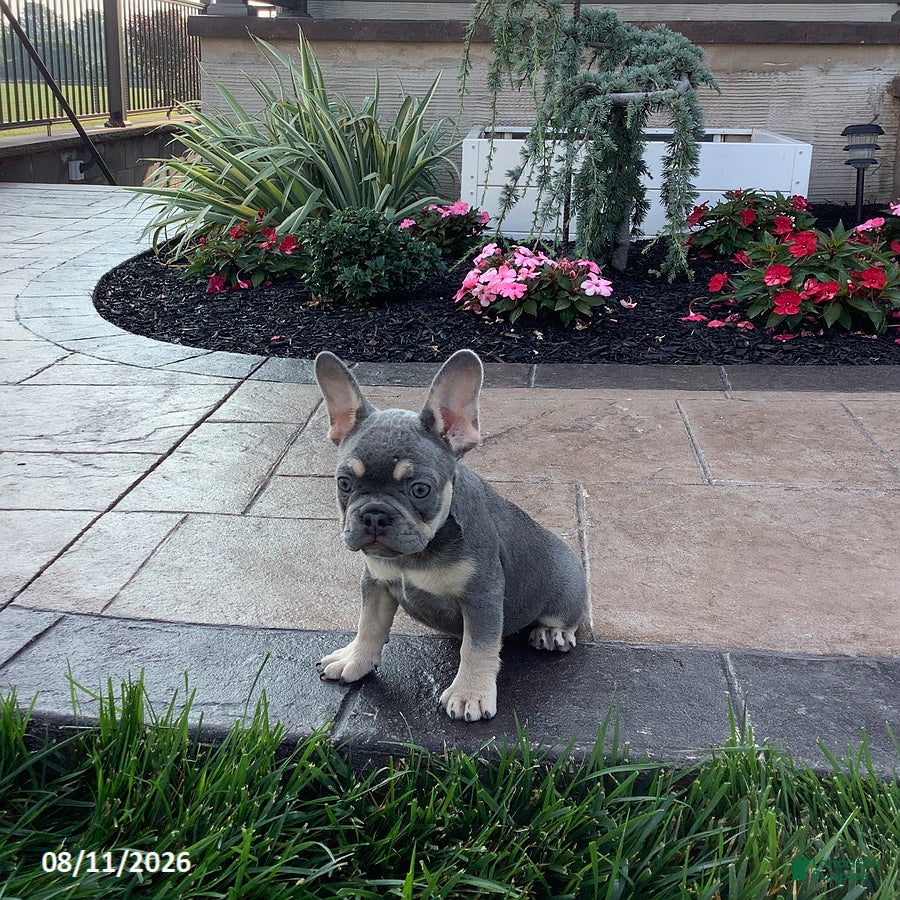 French Bulldog dogs Jackie - Ad 2