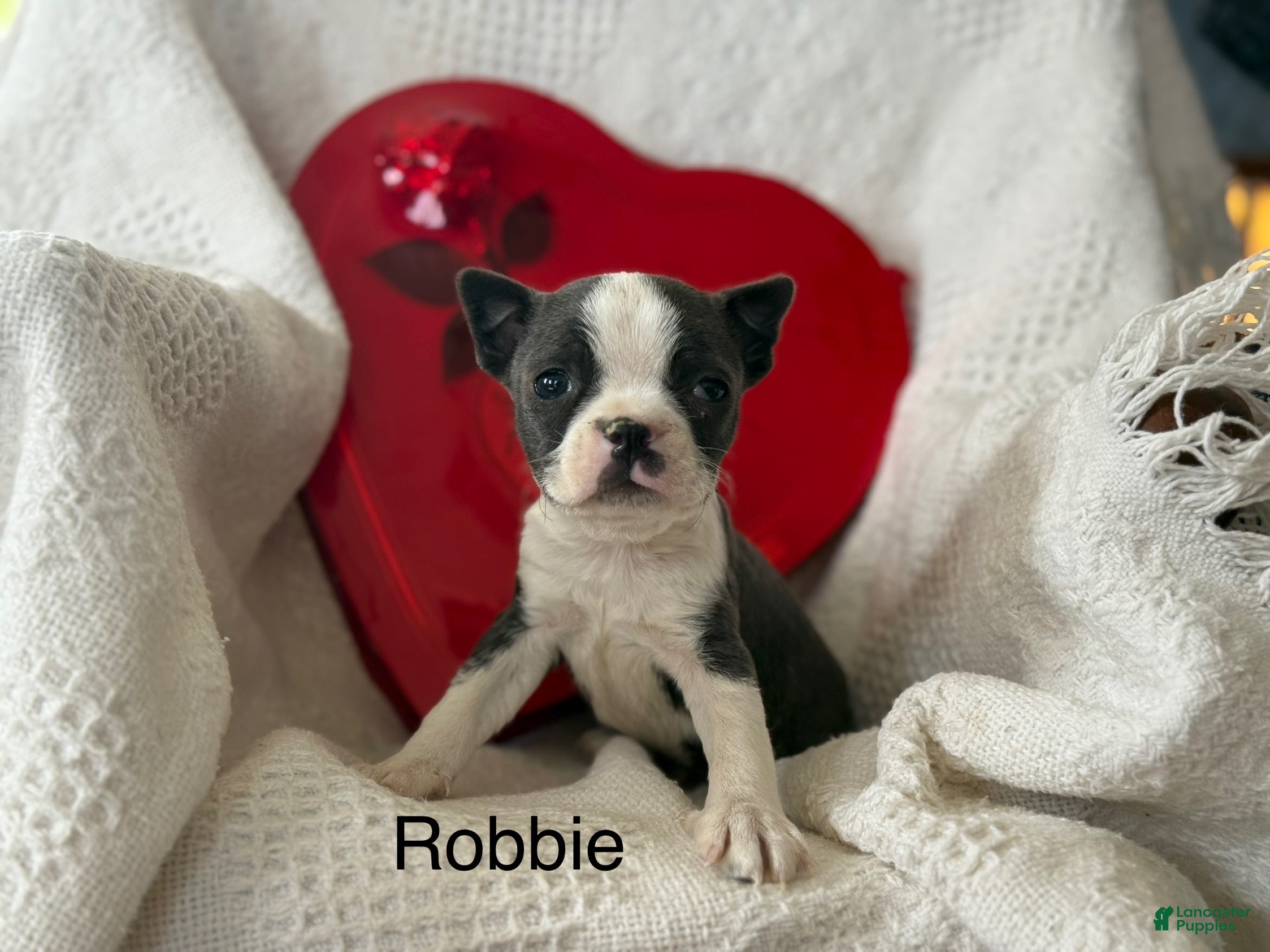 Boston Terrier dogs Robbie - Ad 6