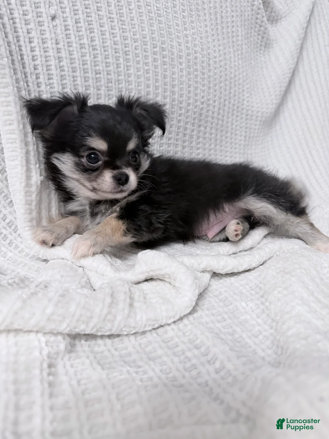 Chihuahua dogs for sale: Teddy Long coat CKC - Ad 1