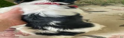 Biewer Terrier dogs for sale: Winky - Ad 3