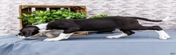 Great Dane dogs for sale: Kim - Ad 8