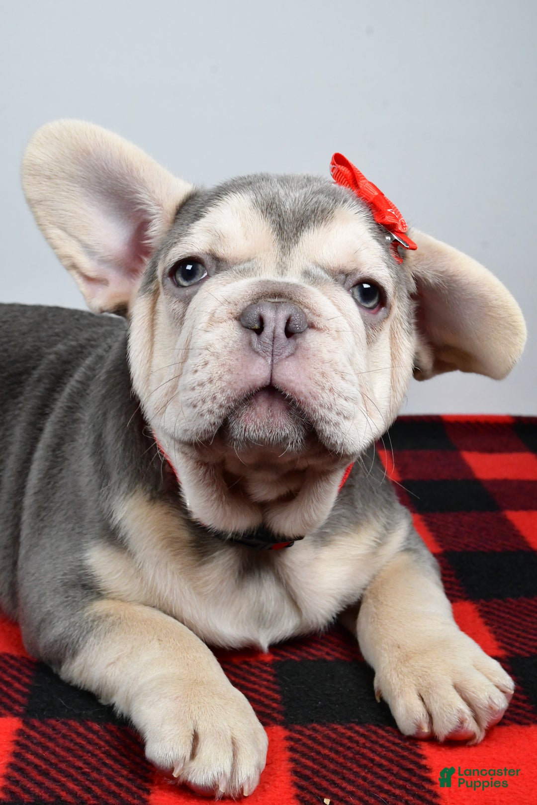 French Bulldog dogs for sale: Captain  - Ad 6