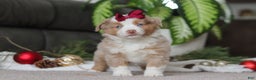 Miniature Australian Shepherd dogs for sale: Allie - Ad 6