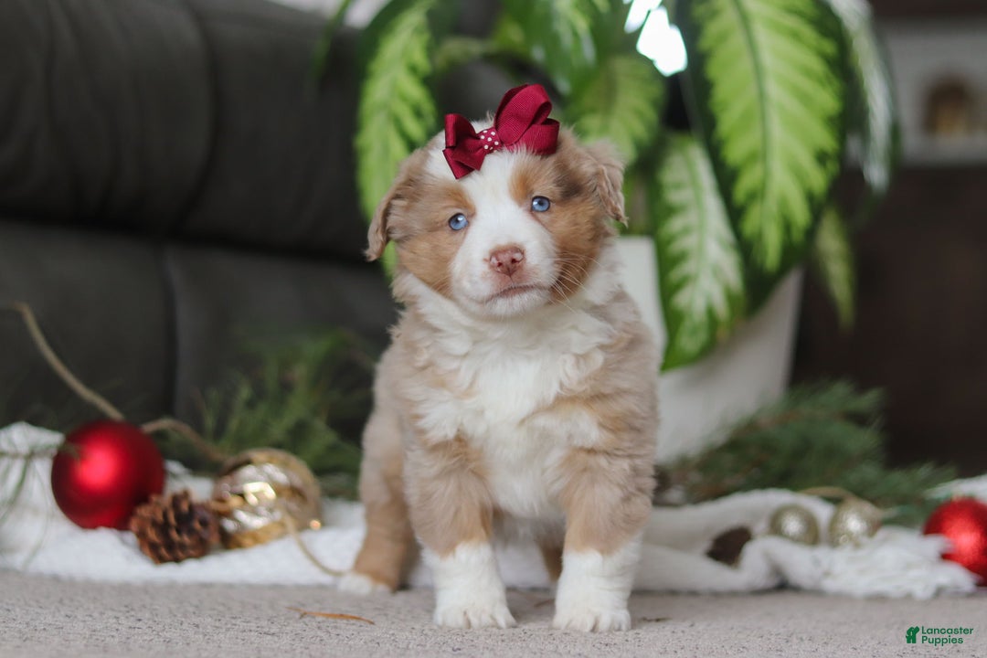 Miniature Australian Shepherd dogs for sale: Allie - Ad 6