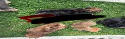 Chorkie dogs for sale: Chorkie 2 - Ad 9