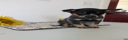 Australian Cattle Dog dogs for sale: Piper  - Ad 2