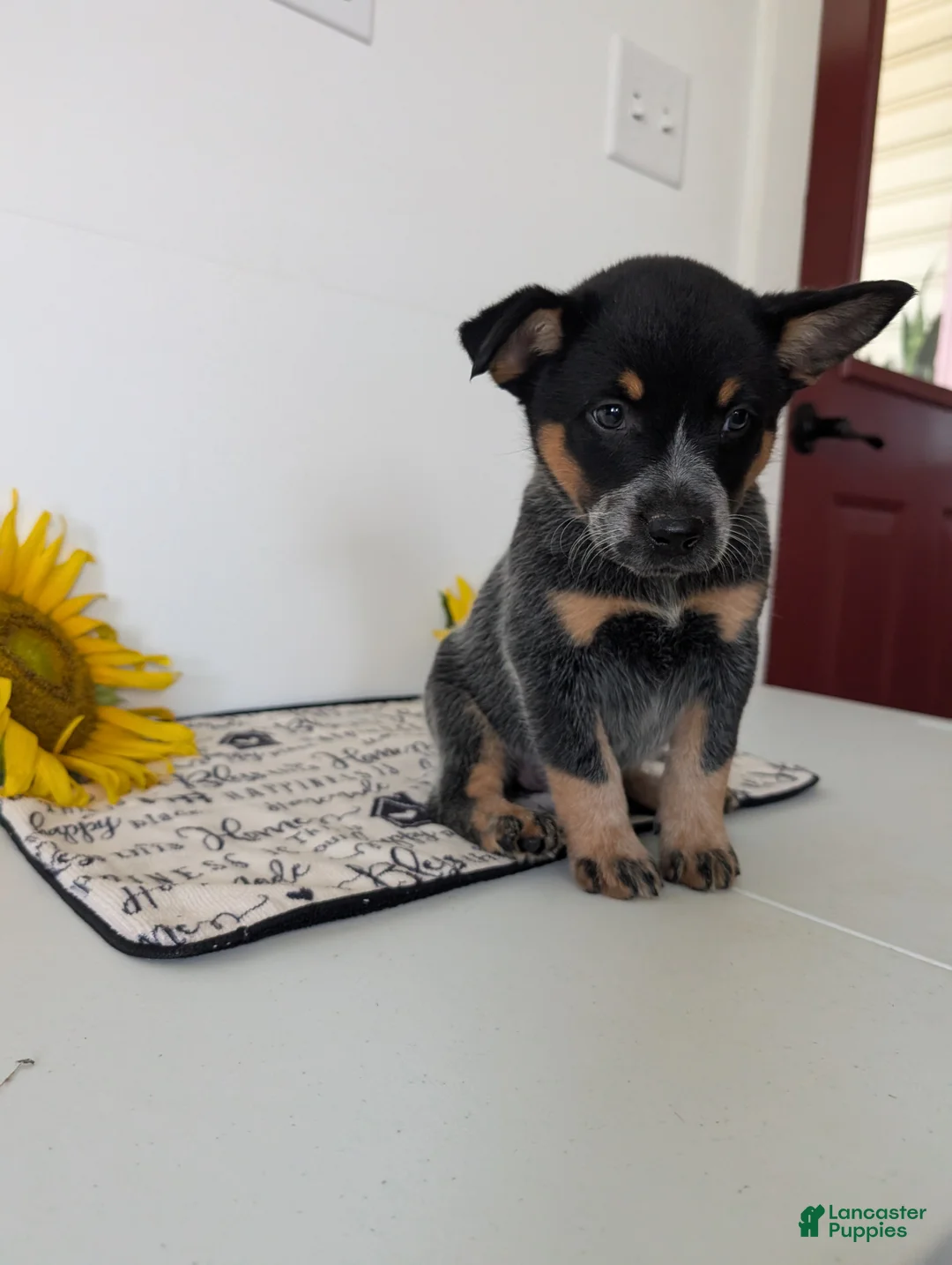 Australian Cattle Dog dogs for sale: Piper  - Ad 2