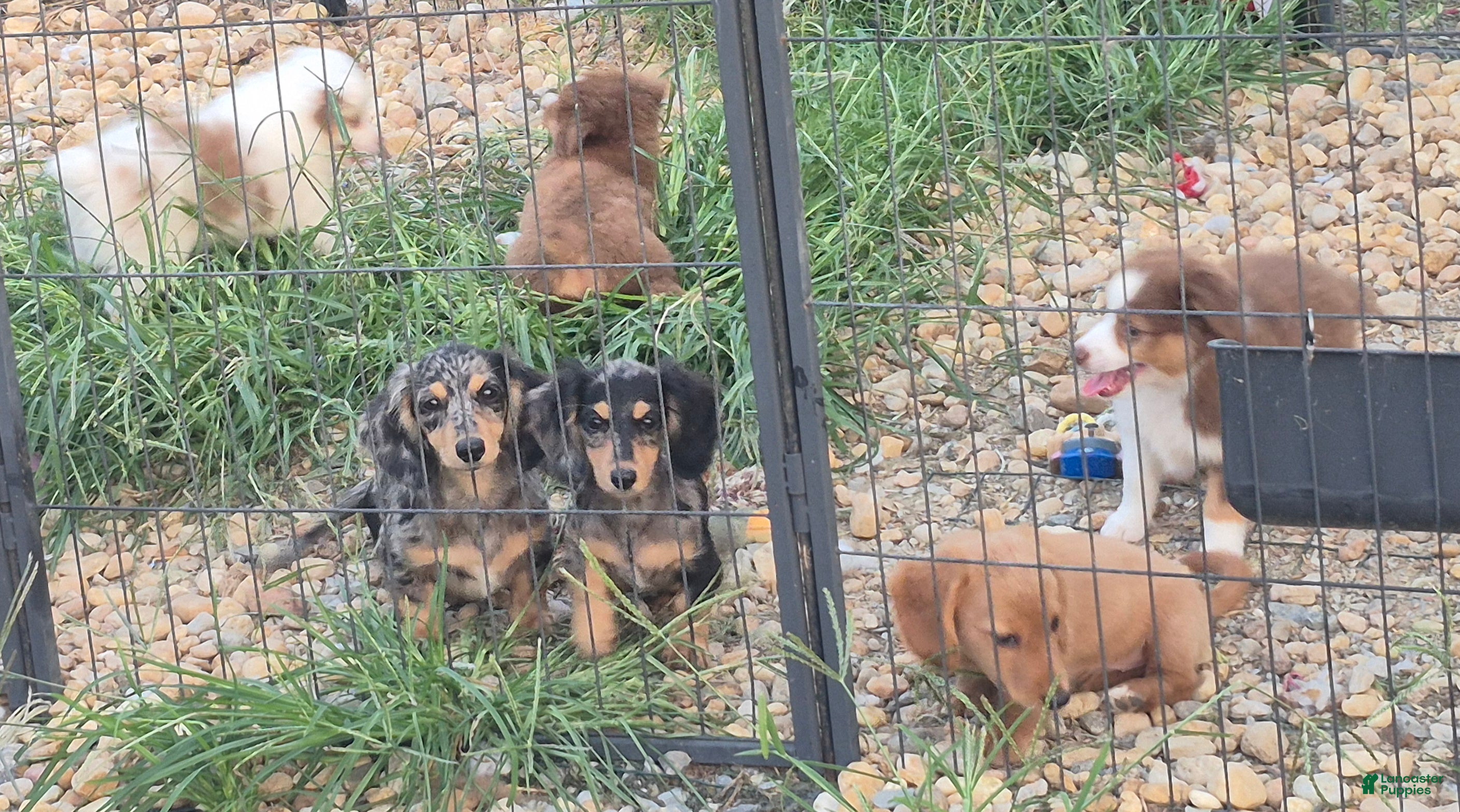 Miniature Dachshund dogs Silver dapple girl  - Ad 2