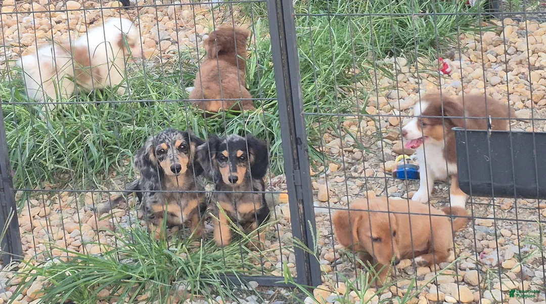 Miniature Dachshund dogs for sale: Silver dapple girl  - Ad 2