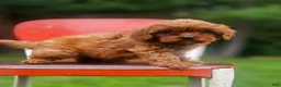 Cavapoo dogs for sale: River - Ad 3
