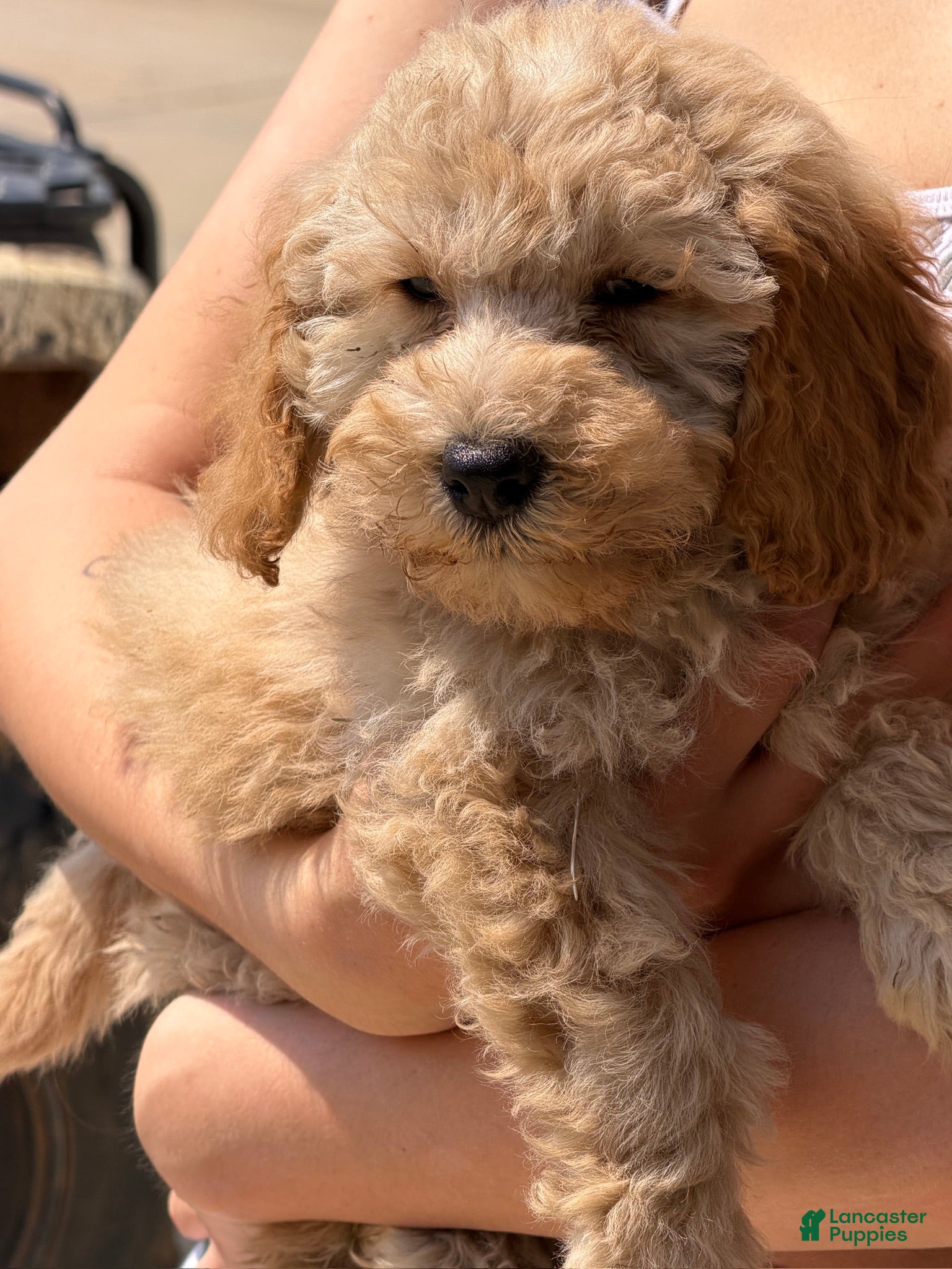 Mini Goldendoodle dogs Butters - Ad 17
