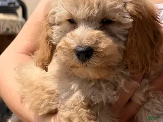 Mini Goldendoodle dogs Butters - Ad 17