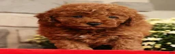 Mini Goldendoodle dogs for sale: Banjo - Ad 1