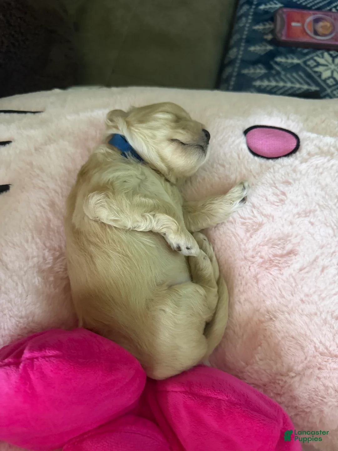 Mixed Breed dogs for sale: Chowder - Ad 1