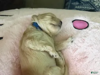 Mixed Breed dogs Chowder - Ad 5