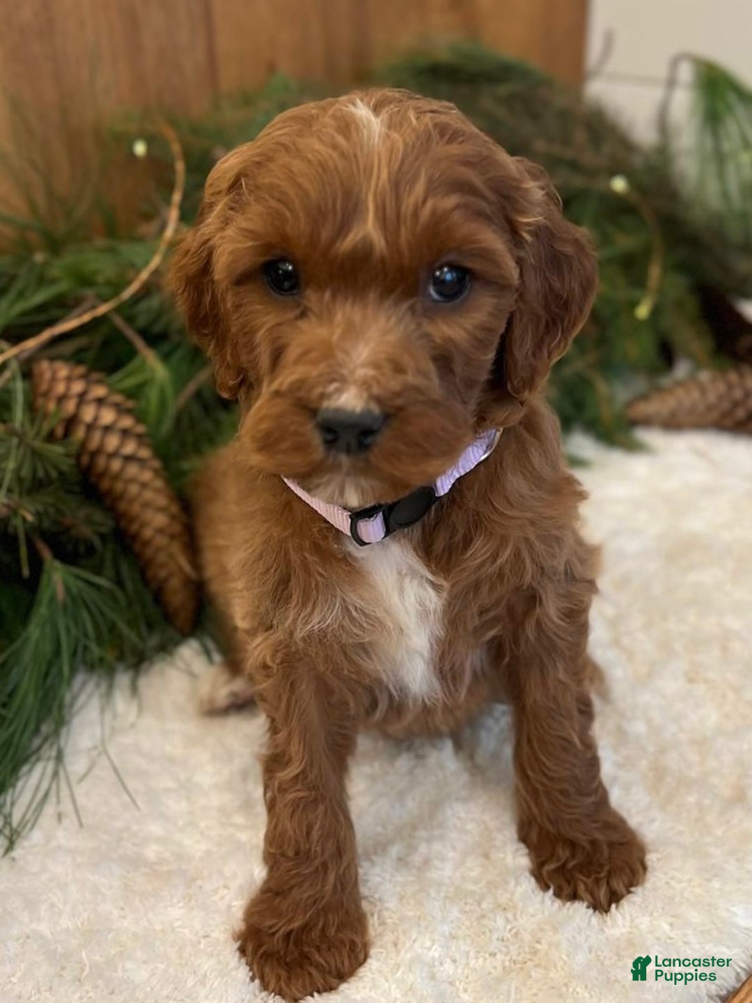 Irish Doodle dogs for sale: Ellie - Ad 2