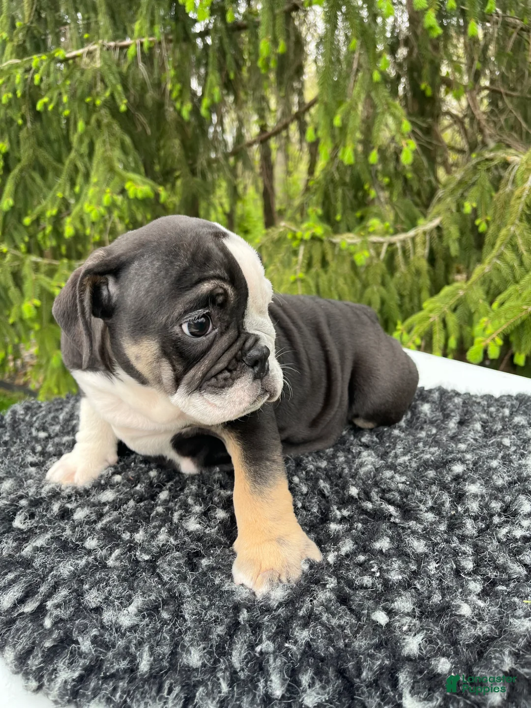 English Bulldog dogs for sale: Luna - Ad 4