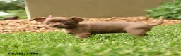 Chihuahua dogs for sale: Jewels - Ad 4