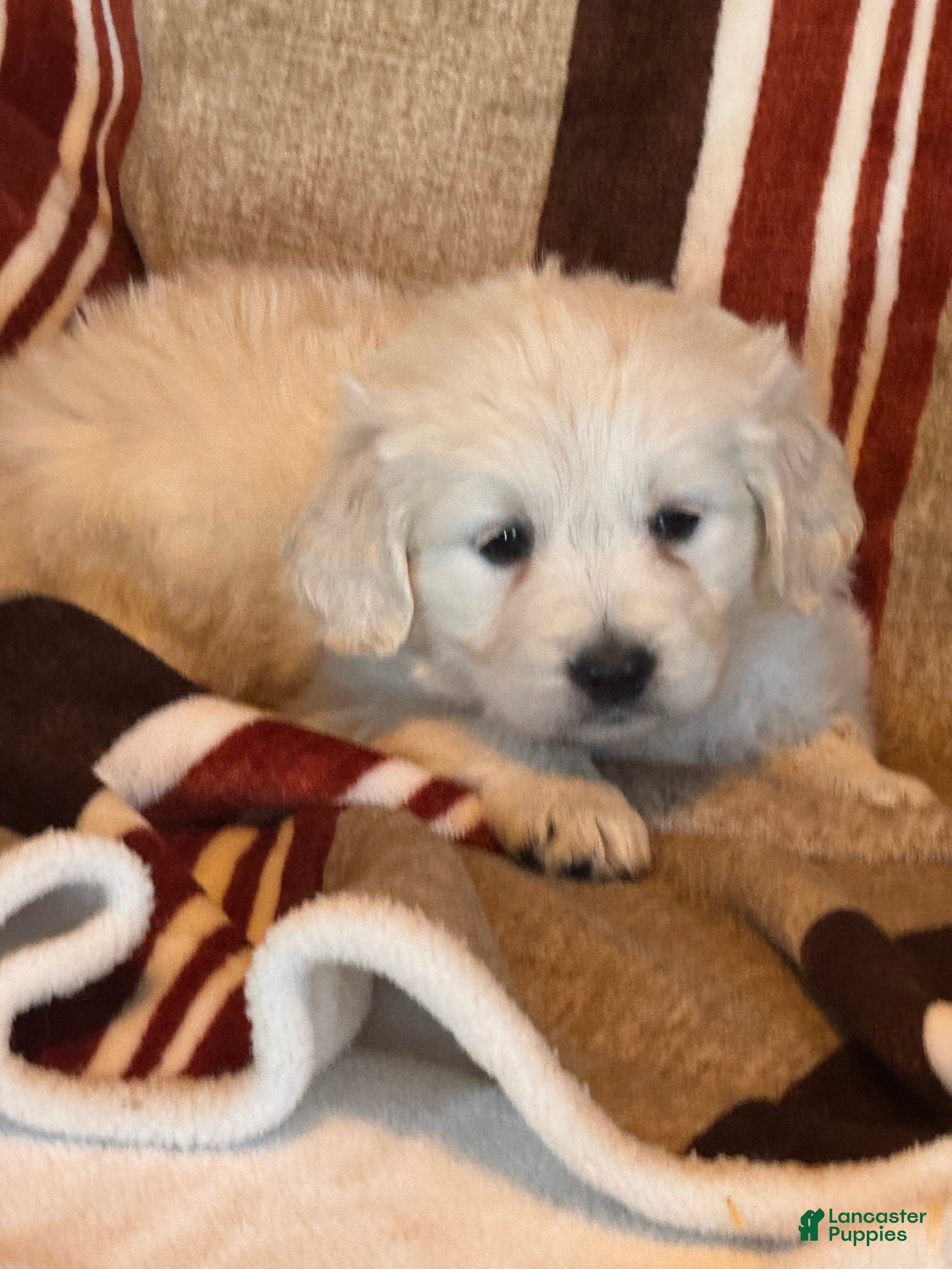 Golden Retriever dogs Green male- Lindy  - Ad 2