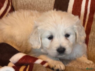 Golden Retriever dogs Green male- Lindy - Ad 2