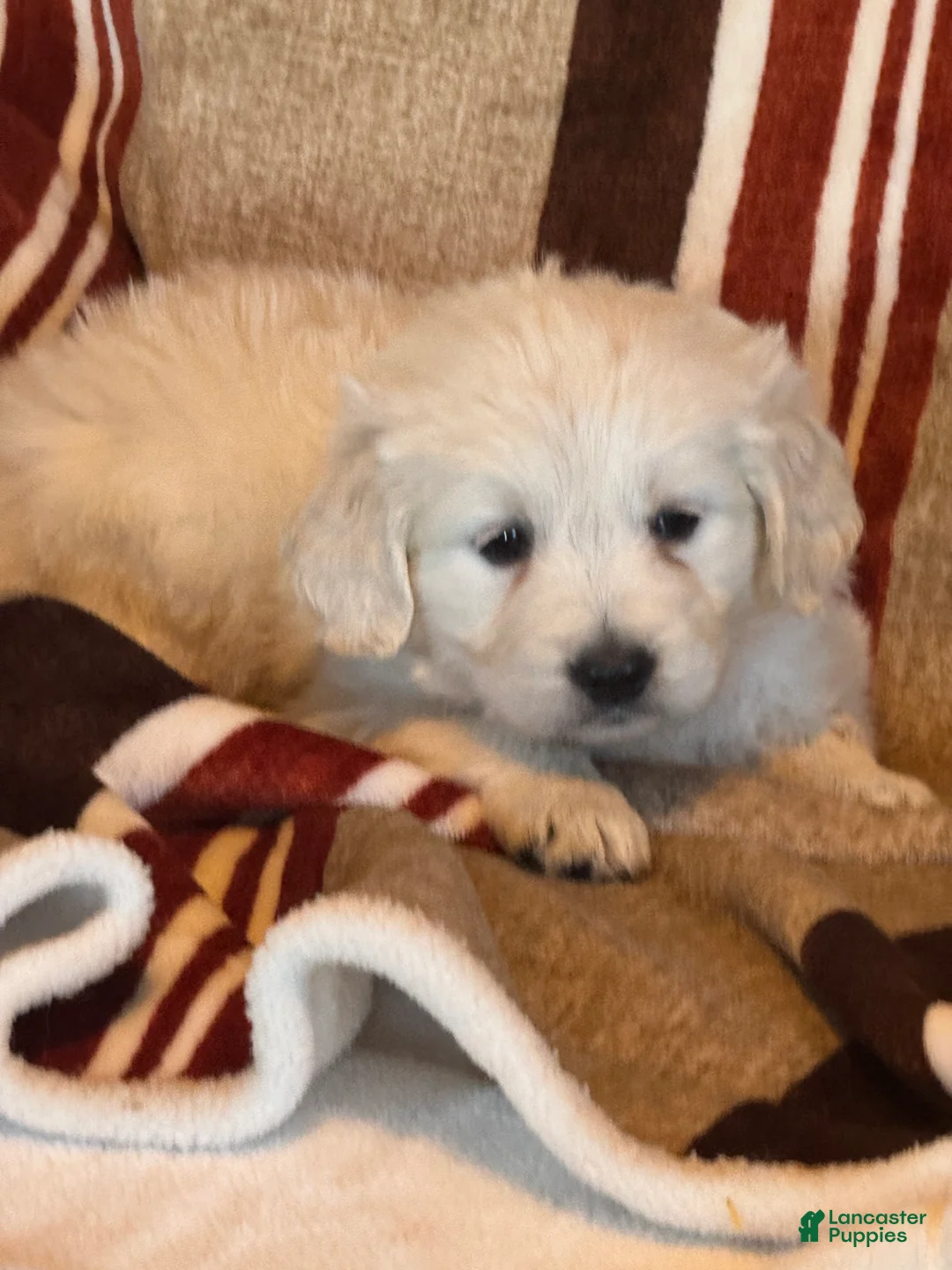 Golden Retriever dogs for sale: Green male- Lindy  - Ad 1