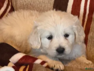 Golden Retriever dogs Green male- Lindy - Ad 6