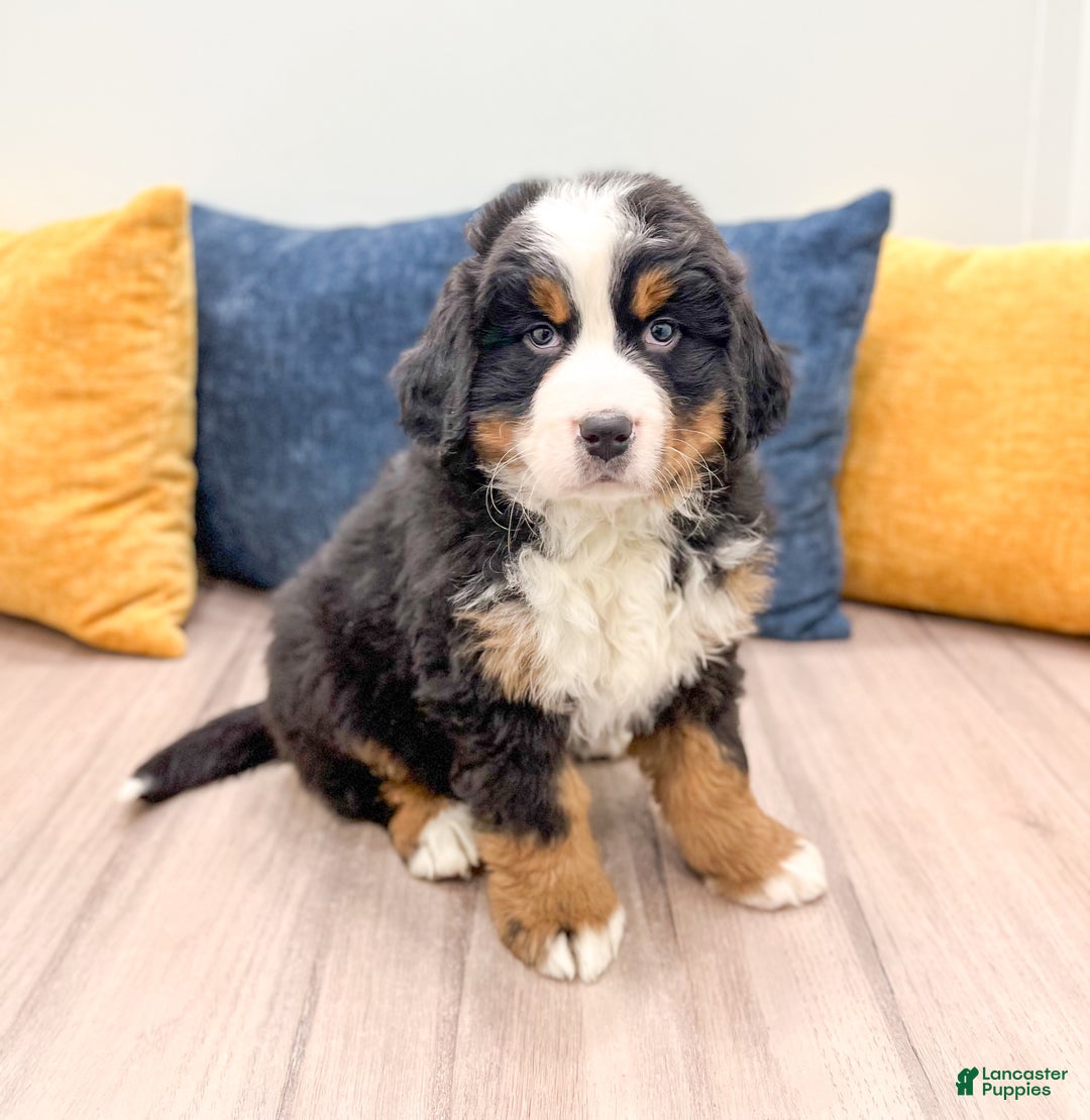 Bernese Mountain Dog dogs for sale: Lilly - Ad 3