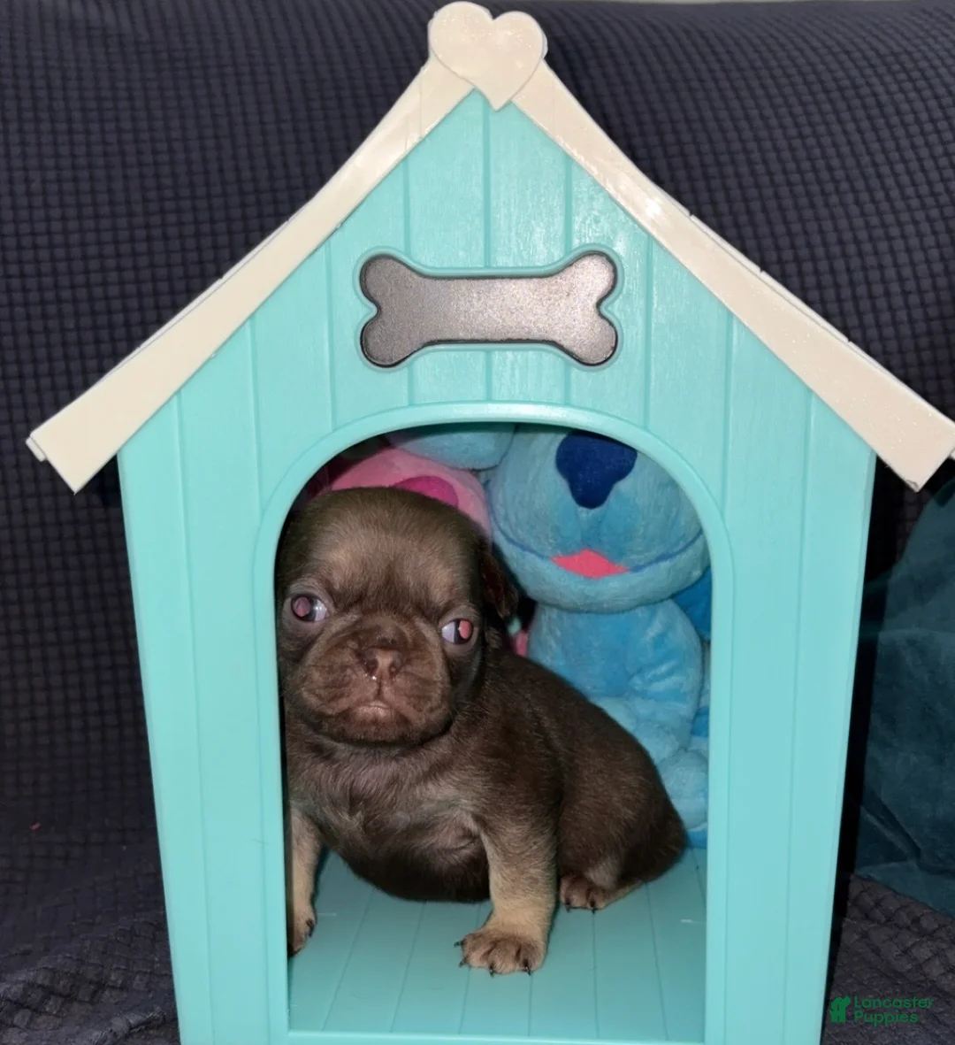 Pug dogs for sale: Hershey  - Ad 1