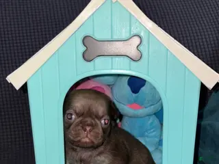 Pug dogs Hershey - Ad 1