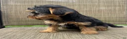 Yorkshire Terrier dogs for sale: Max - Ad 4