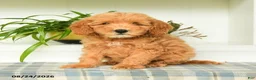 Mini Goldendoodle dogs for sale: Tommy - Ad 5