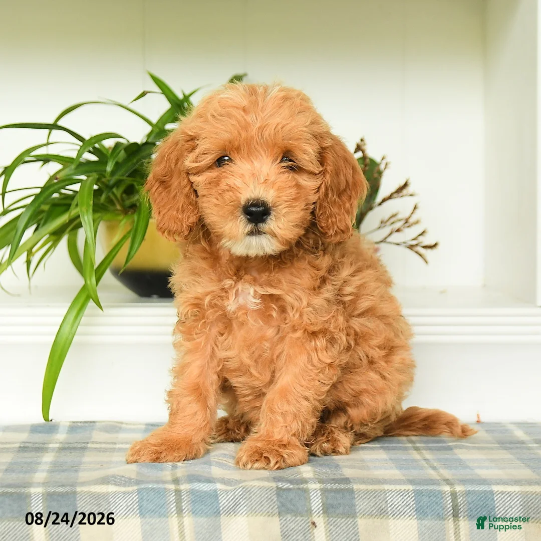 Mini Goldendoodle dogs for sale: Tommy - Ad 5