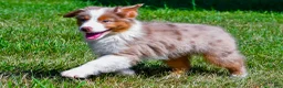 Miniature Australian Shepherd dogs for sale: Noah - Ad 12