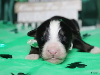 Bernese Mountain Dog dogs Brutus - Ad 17