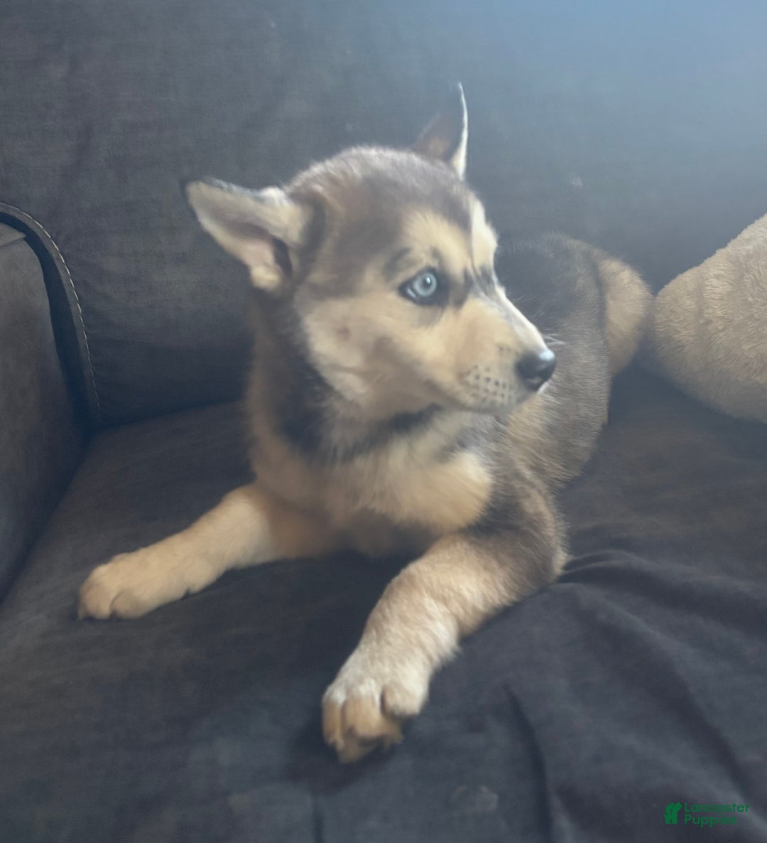 Pomsky dogs for sale: Sophie - Ad 12