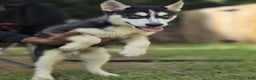 Siberian Husky dogs for sale: Panda - Ad 13