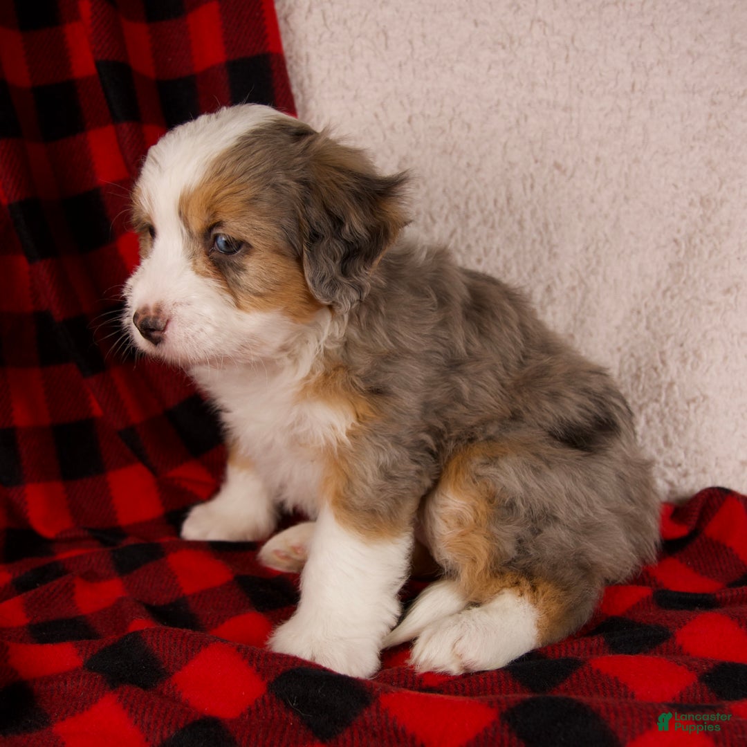 Mini Bernedoodle dogs for sale: Angel Girl *Potty Training* - Ad 7