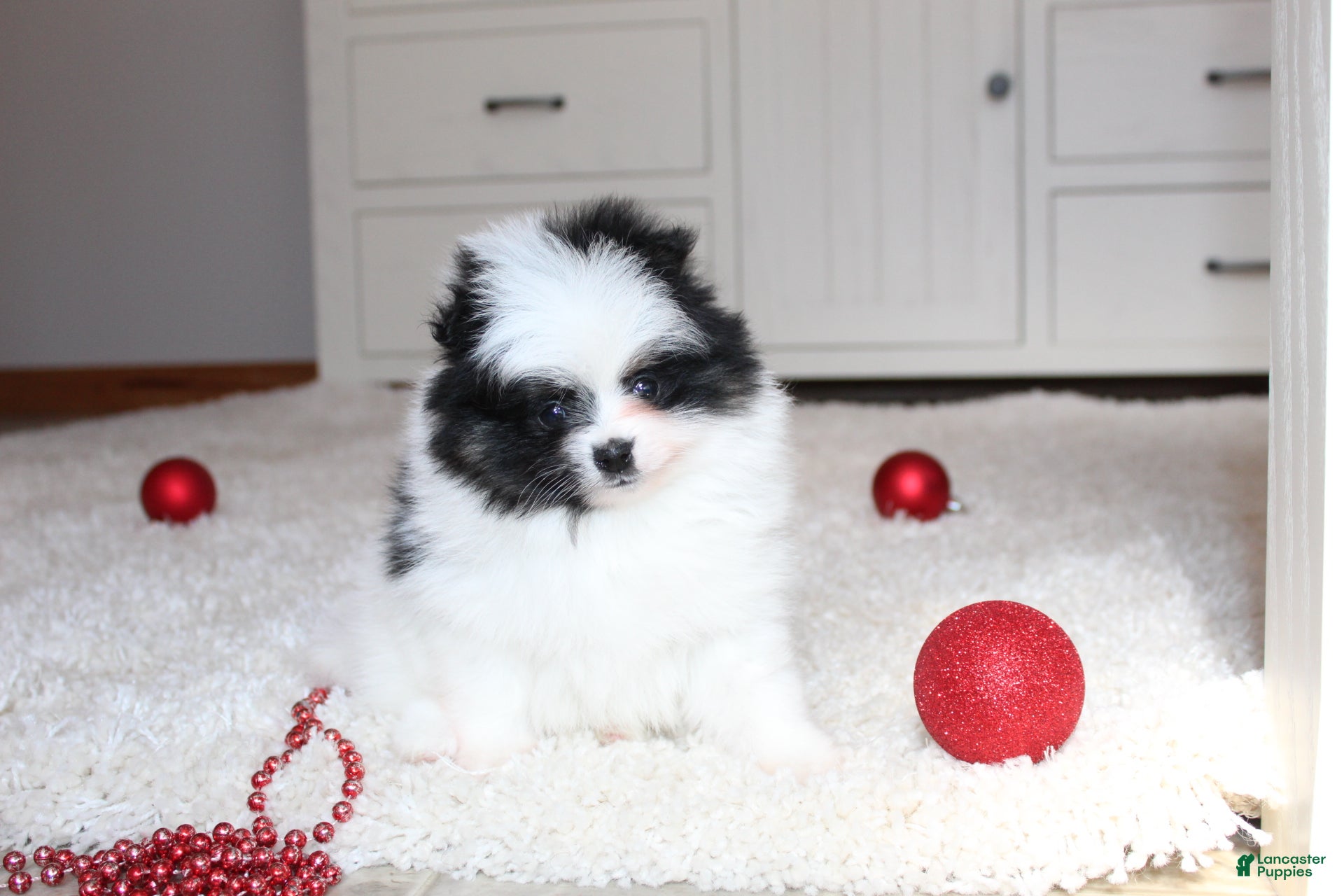 Pomeranian dogs Dax - Ad 2